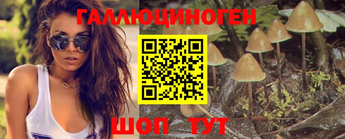 Псилоцибиновые грибы Psilocybine cubensis Людиново